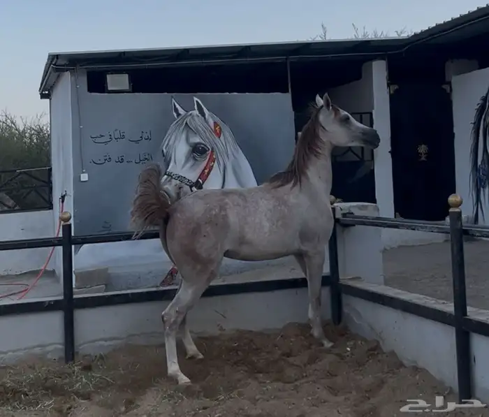 فرس مكس مستوى فاخر 5