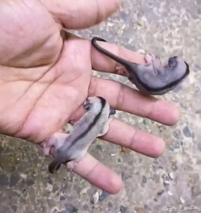 السنجاب الطائر .. كلاسيك 450 ريال 0