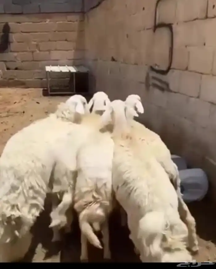 تم البيع 2