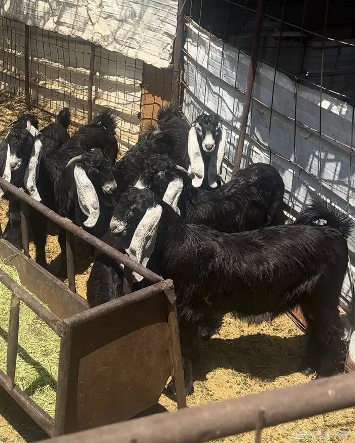 تيوس مندي عوارض 0