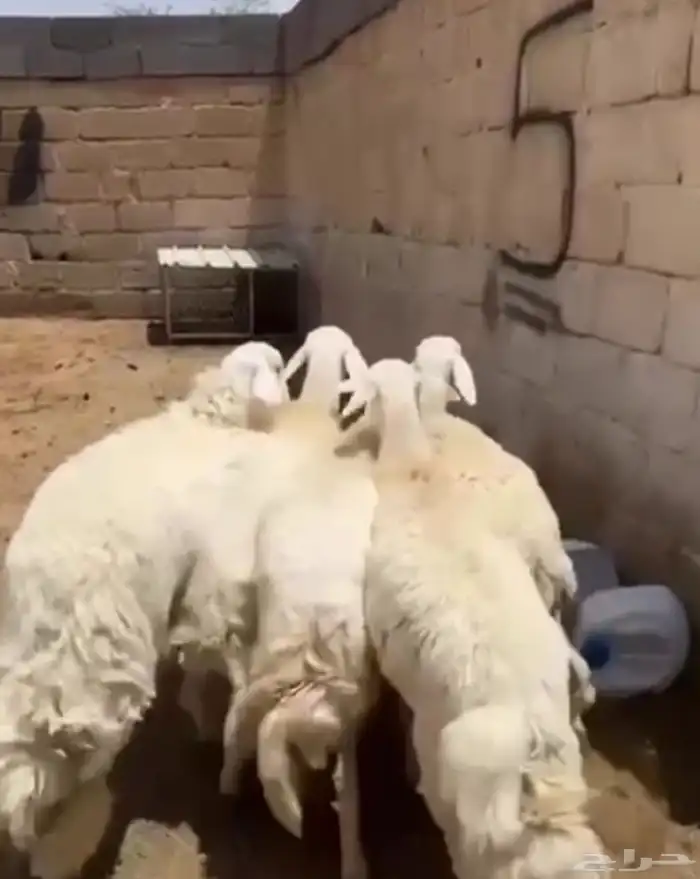 تم البيع 0