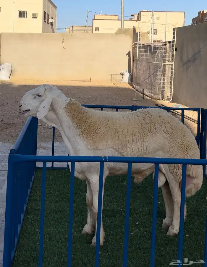 مشروع حري فاخر ( تم البيع ) 0