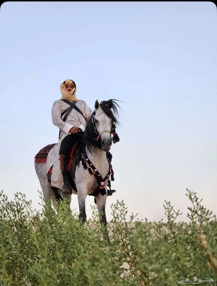 نوفر خيول للمناسبات واليوم الوطني 3
