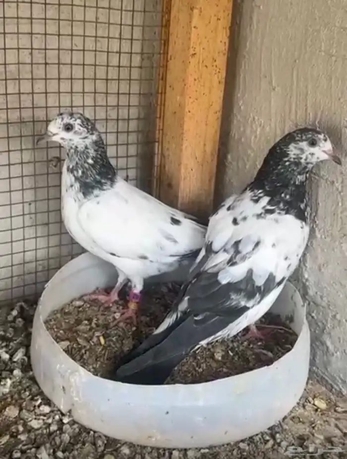 طبه جنسرا 0