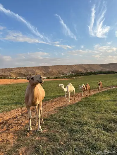 مزرعة في المزحمية index