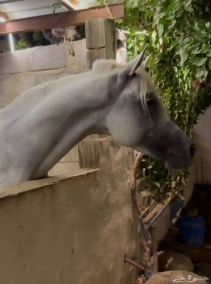 خيل مصري للبيع 0