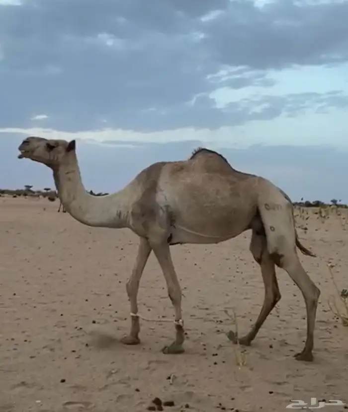هجن 0