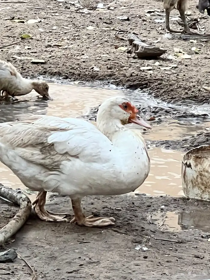 بط مصري للبيع 0