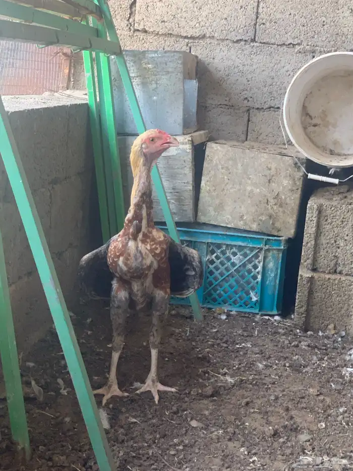 للبيع ديك سندي 12