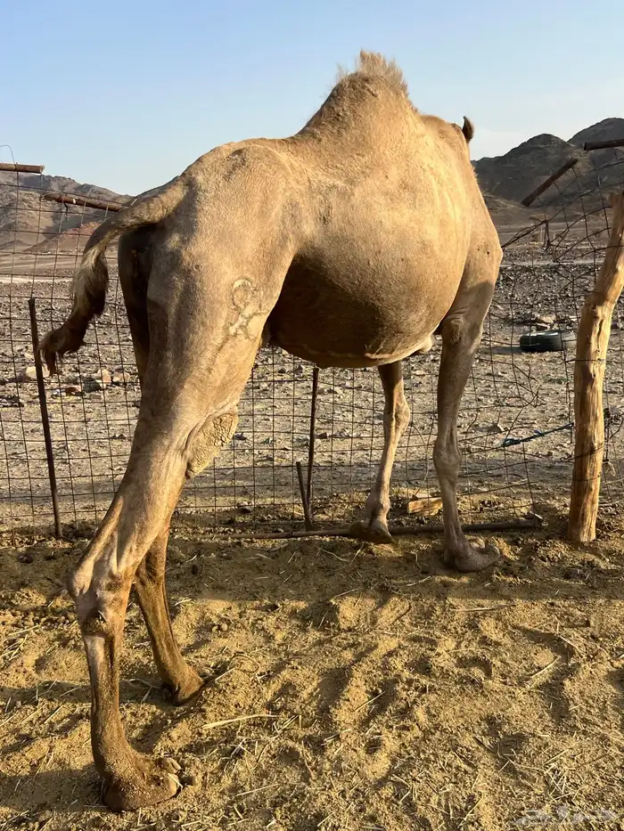 لقحه ملاقي ب 5500 يبلاش 4