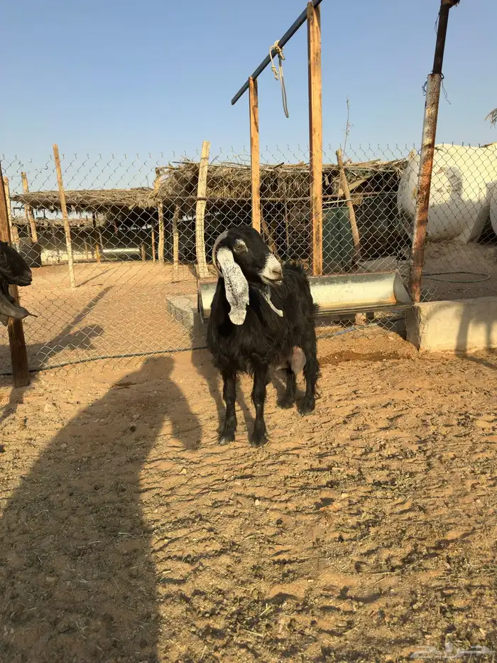 عنز حليب وتيس فحل 1