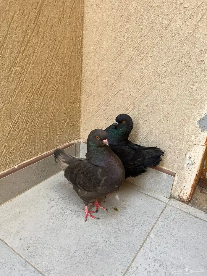 حمام كنق 0