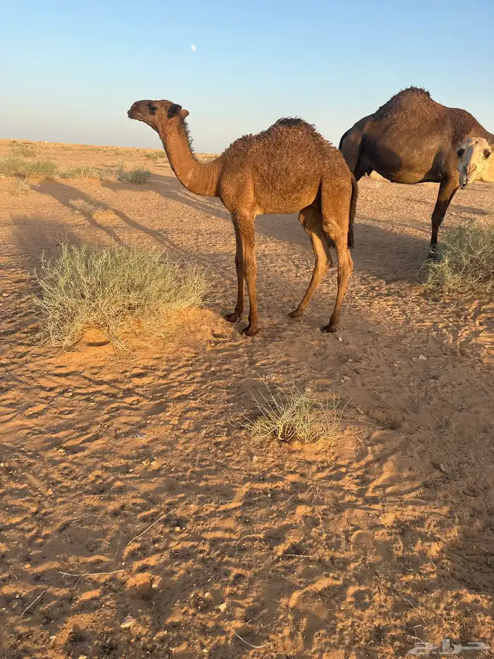 بيع خلفه 0