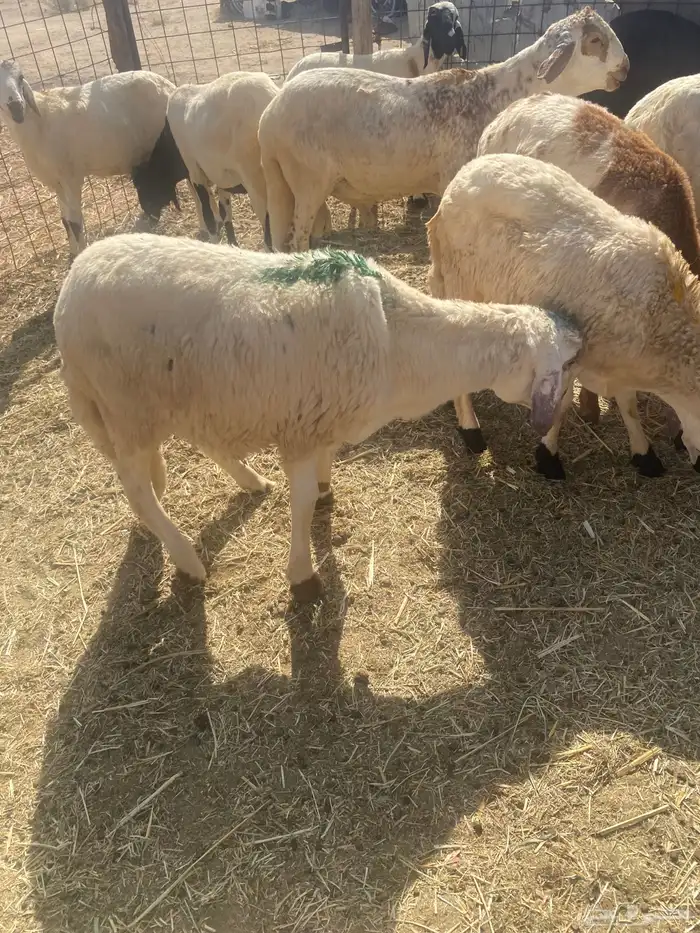 سواكن تربيه.تم البيع 4