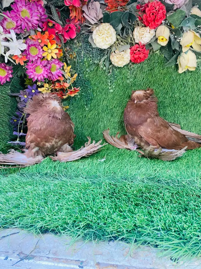 للبيع طبه بخاره احمر 5