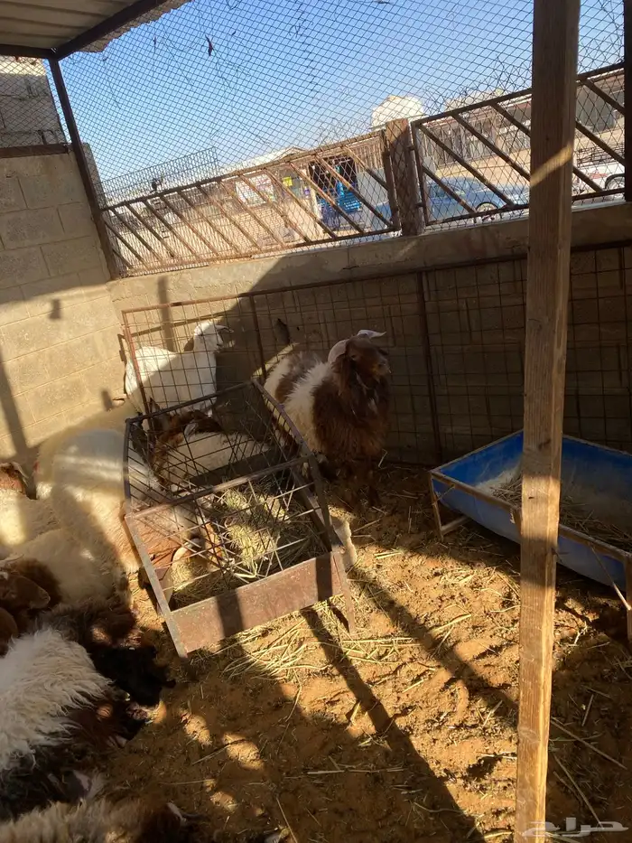 طليان سواكني حمري وبيض ونعيم طيبات 0