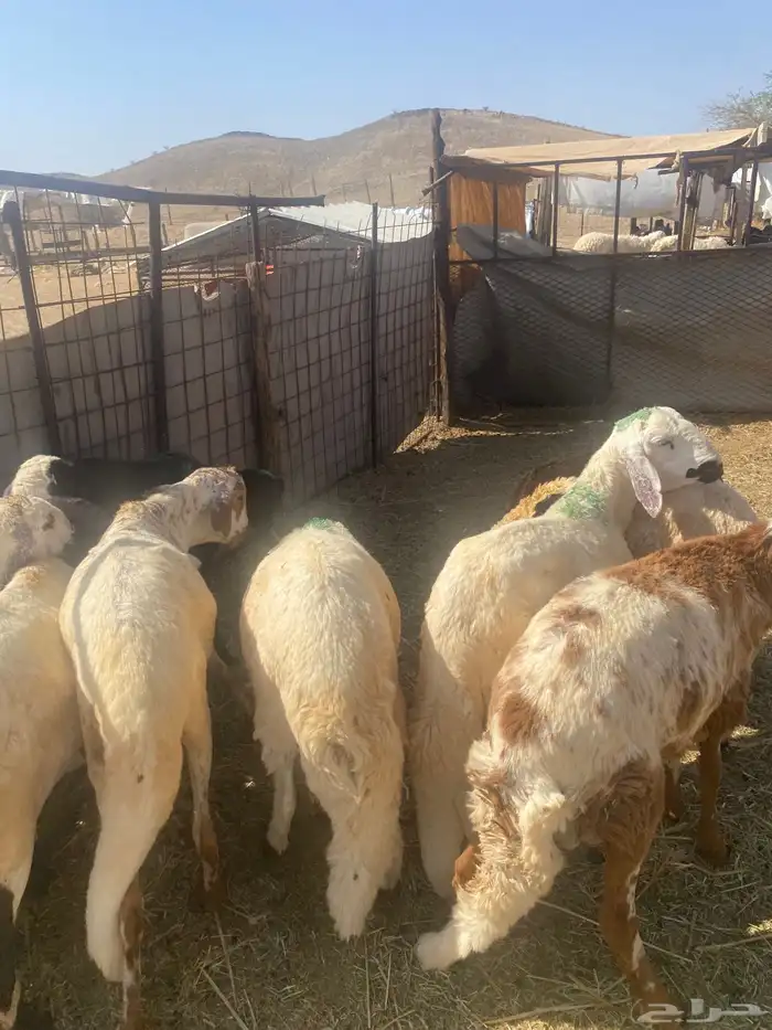 سواكن تربيه.تم البيع 7