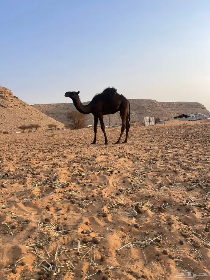 قعود مجهم مفرود يرضع امه 5