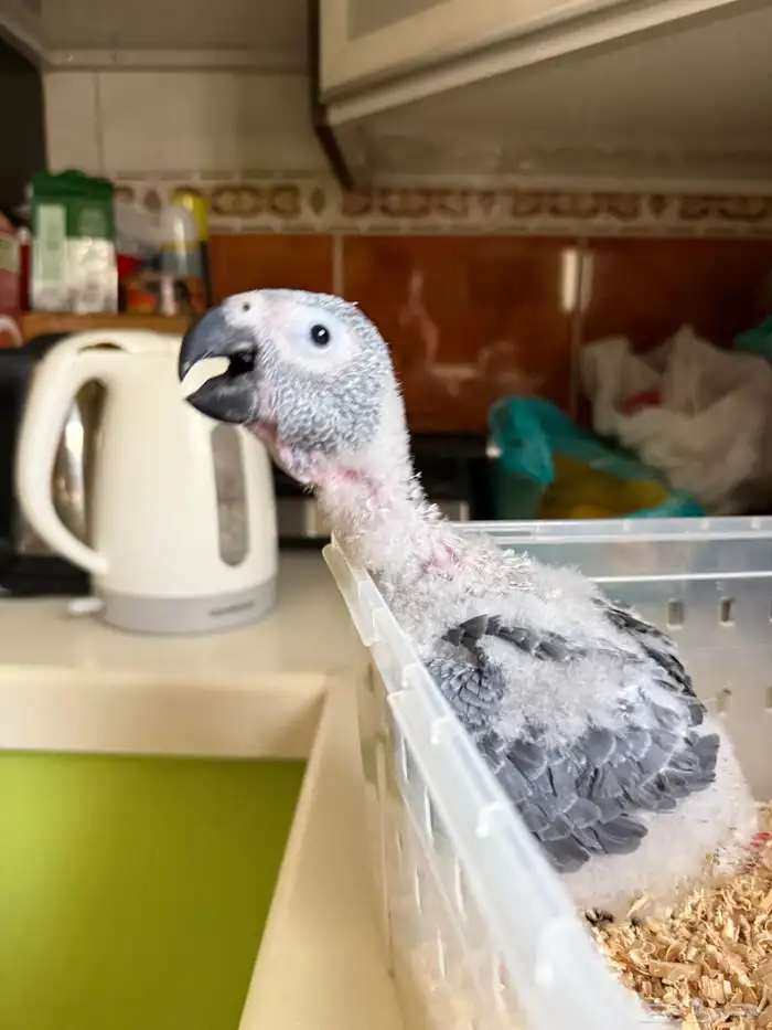 فرخ كاسكو انتاج محلي 1