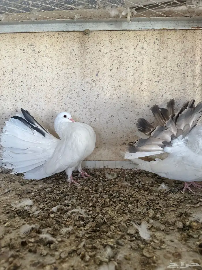للبيع طبه رقصي 3
