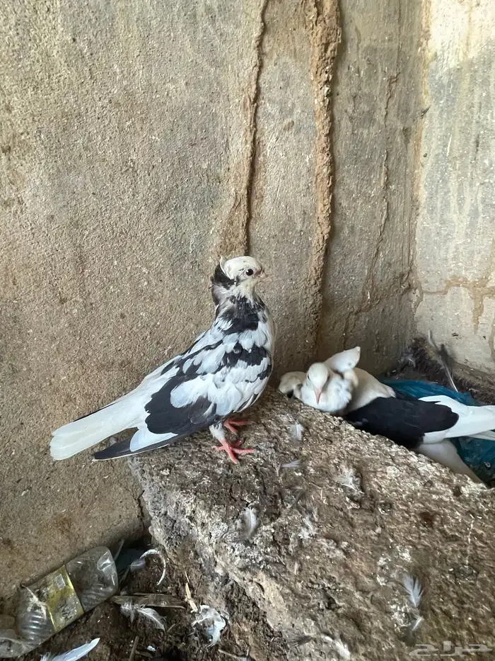 حمام قطايف 6