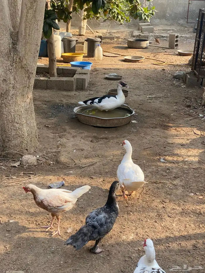 بط بلدي 2