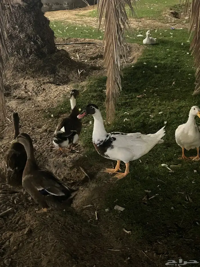 بط للبيع العدد 7 0