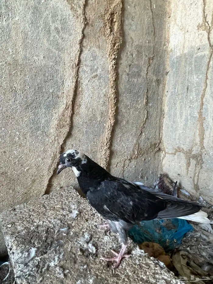 حمام قطايف 2