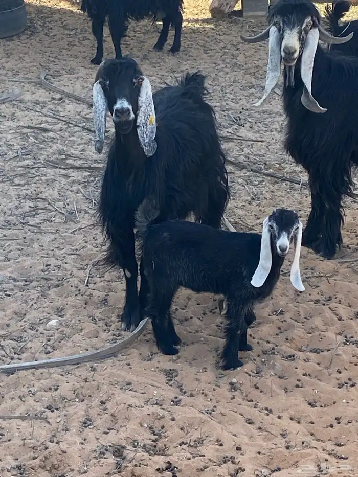 عنز معها جفره 1