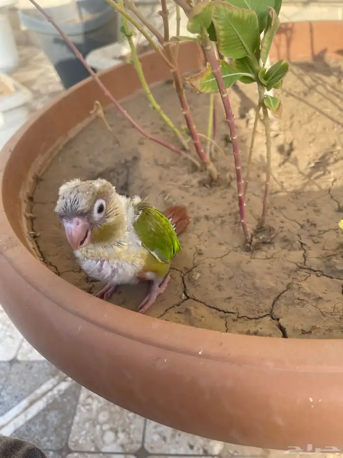 فرخ كنيور مع جميع ملحقاته 1