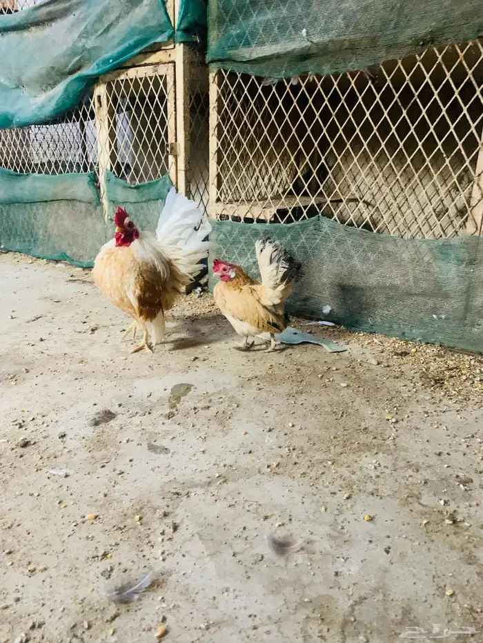 زوج سيراما مستوا طيب 2