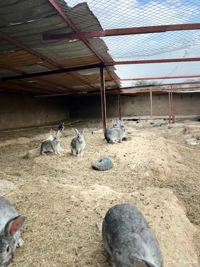 ارنب 1