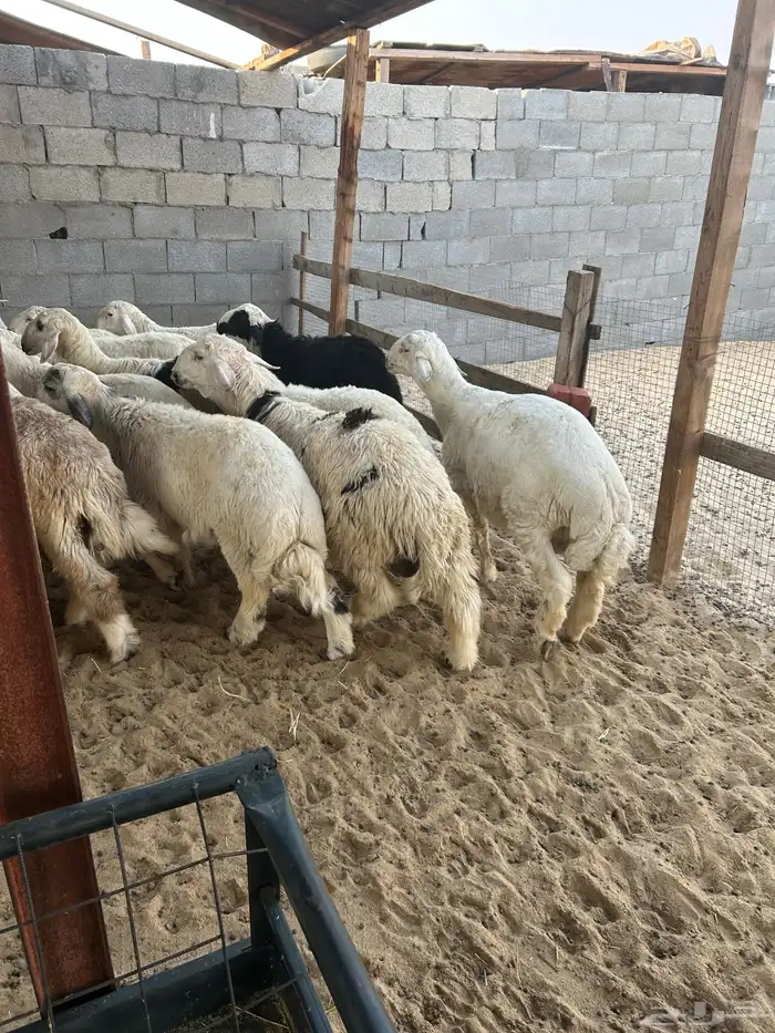 خرفان حريه شرط الدمام الخبر 2