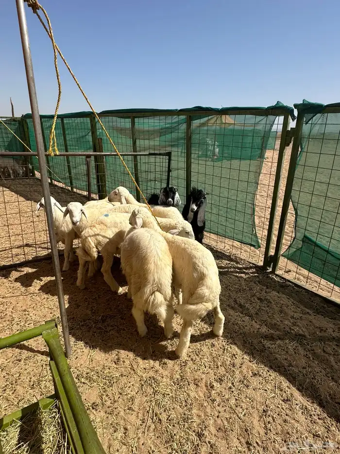 ذبائح بريه طيبه 0