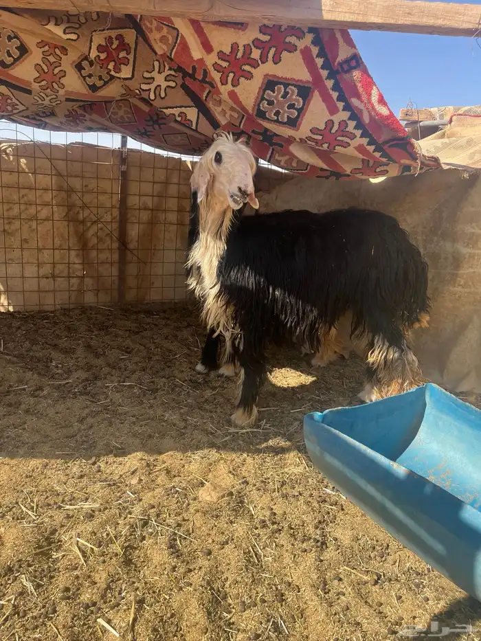 رخال نجد ثنوات مقنوي صن ف 18