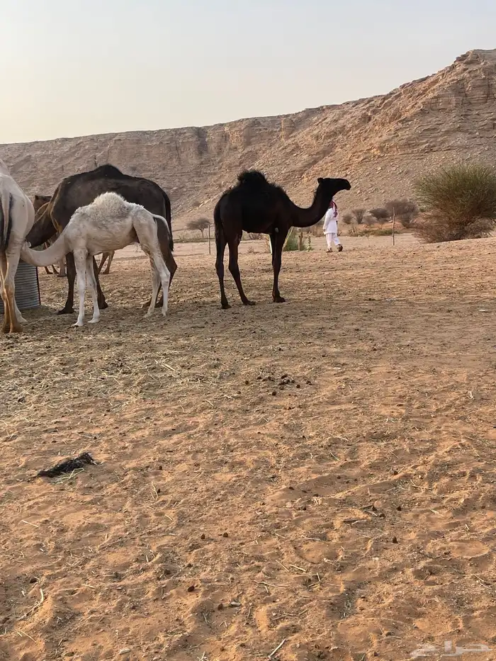 قعود مجهم مفرود يرضع امه 3