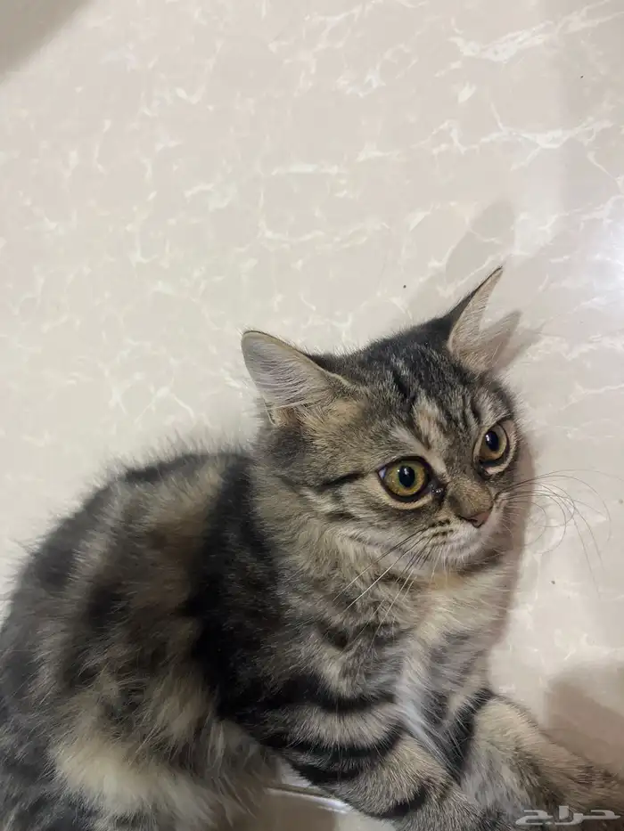 قط سكوتش ستريت لطيف أليف جدا 4