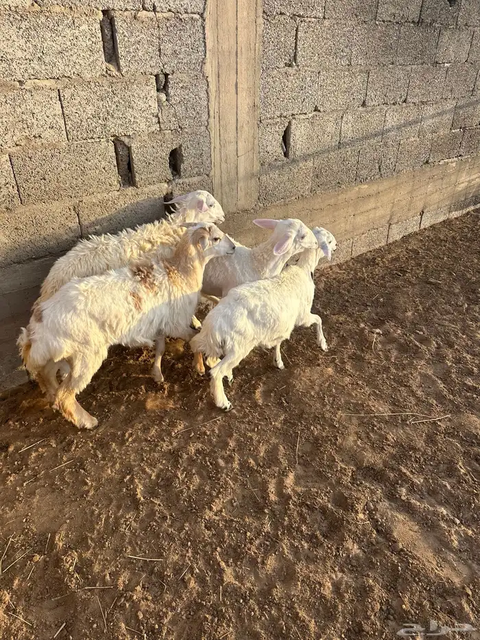 طليان ورخال 5