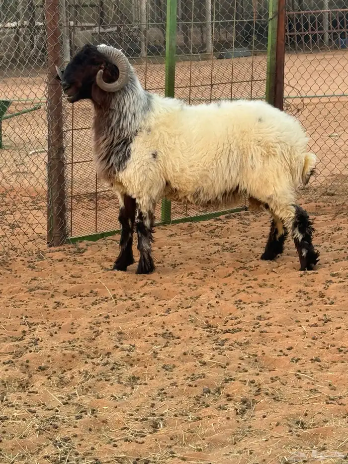 فحل صنف نعيمي السن ثني 2