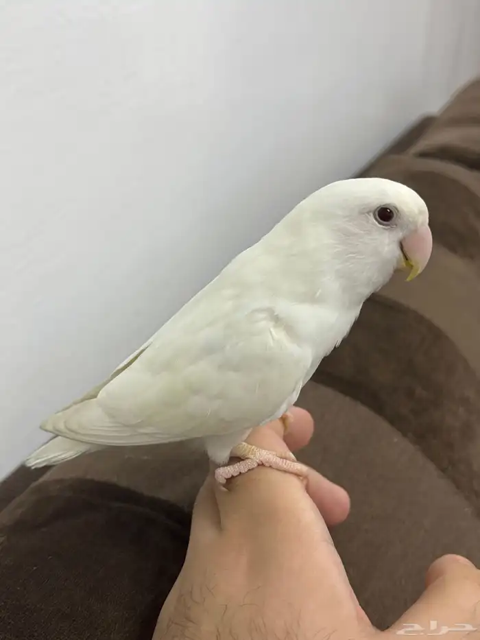 ببغاء روز ابيض البينو 0