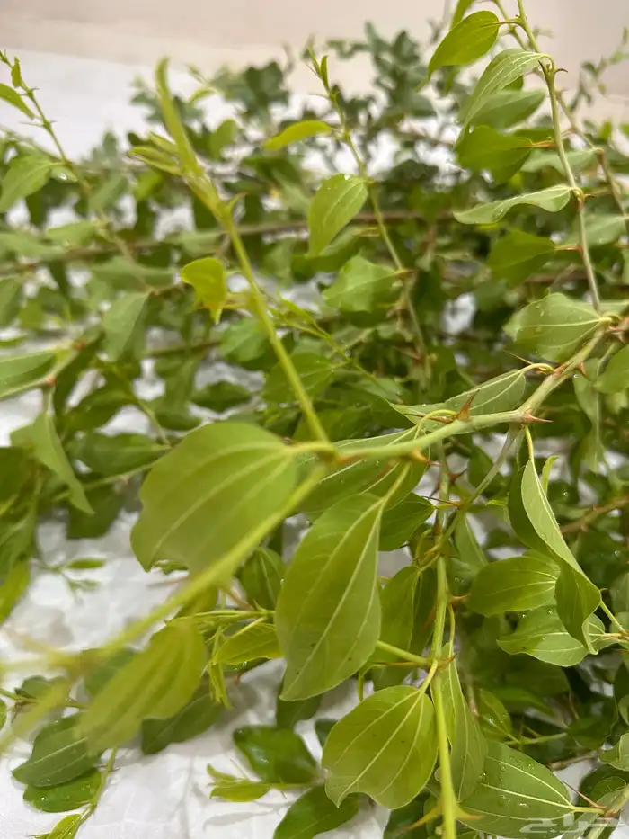 سدرة ام فيصل 0