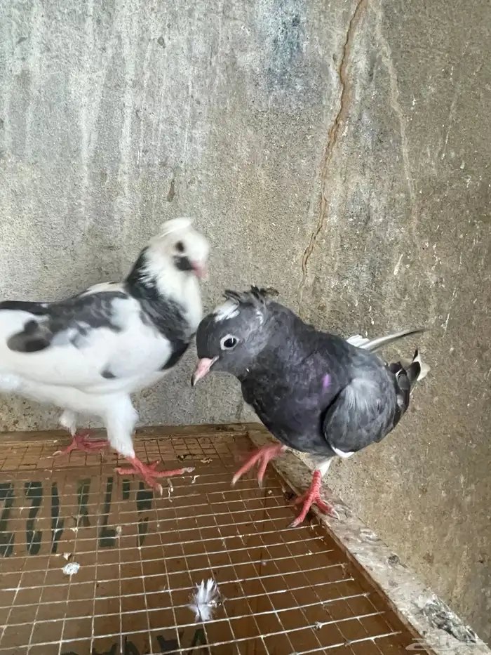 حمام قطايف 12