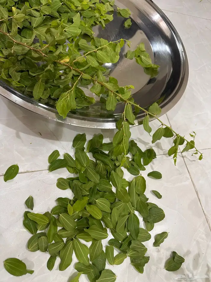 سدرة ام فيصل 1