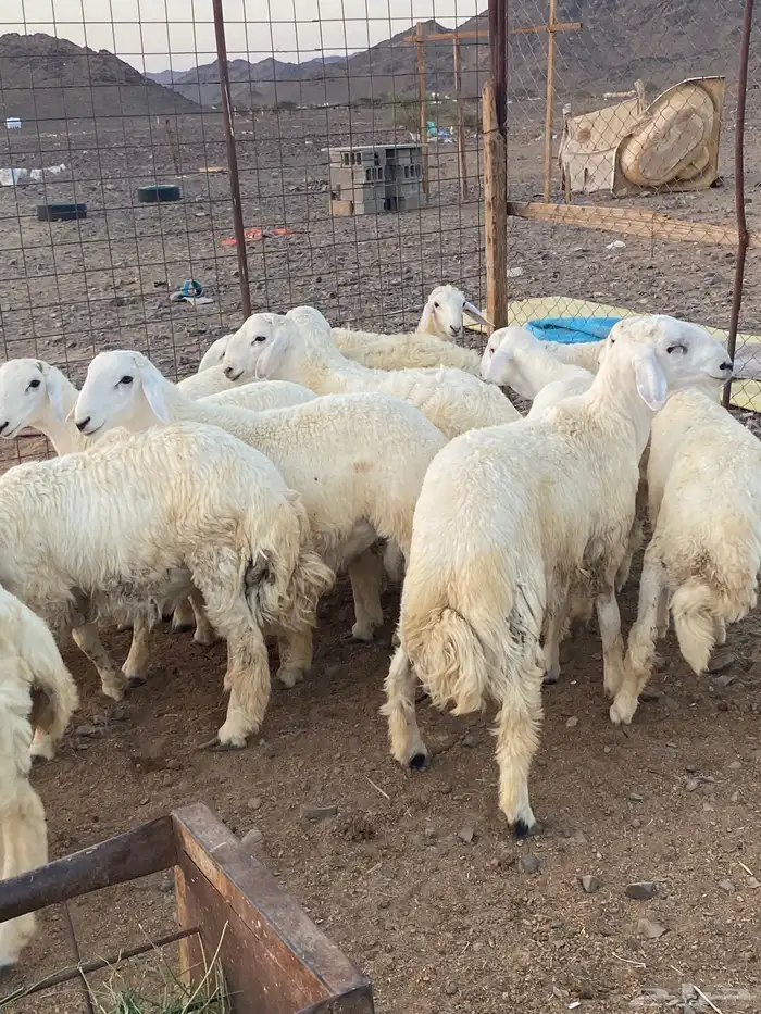 طليان جبره ذبايح 0