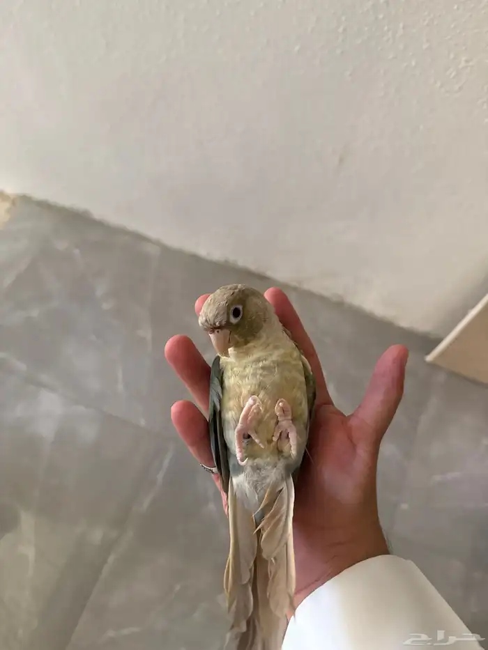 كنيور العمر سنه ونص اليف مره 0