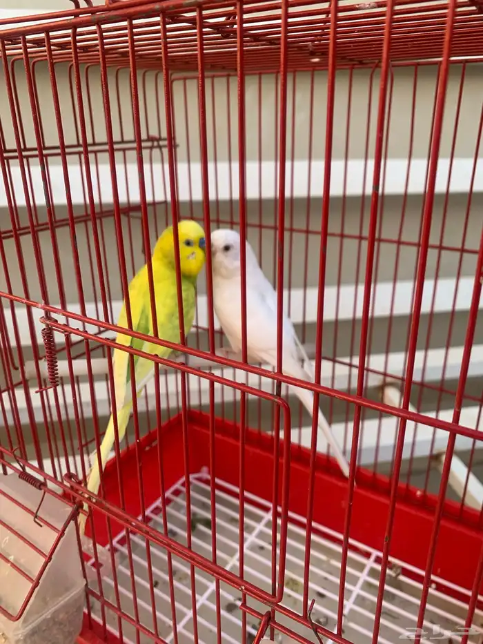 زوج بادجي هوقو وهولندي ( تم البيع خارج الموقع ) 5