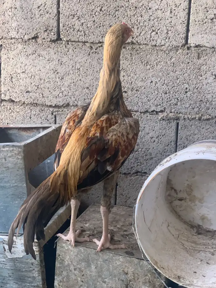 للبيع ديك سندي 0