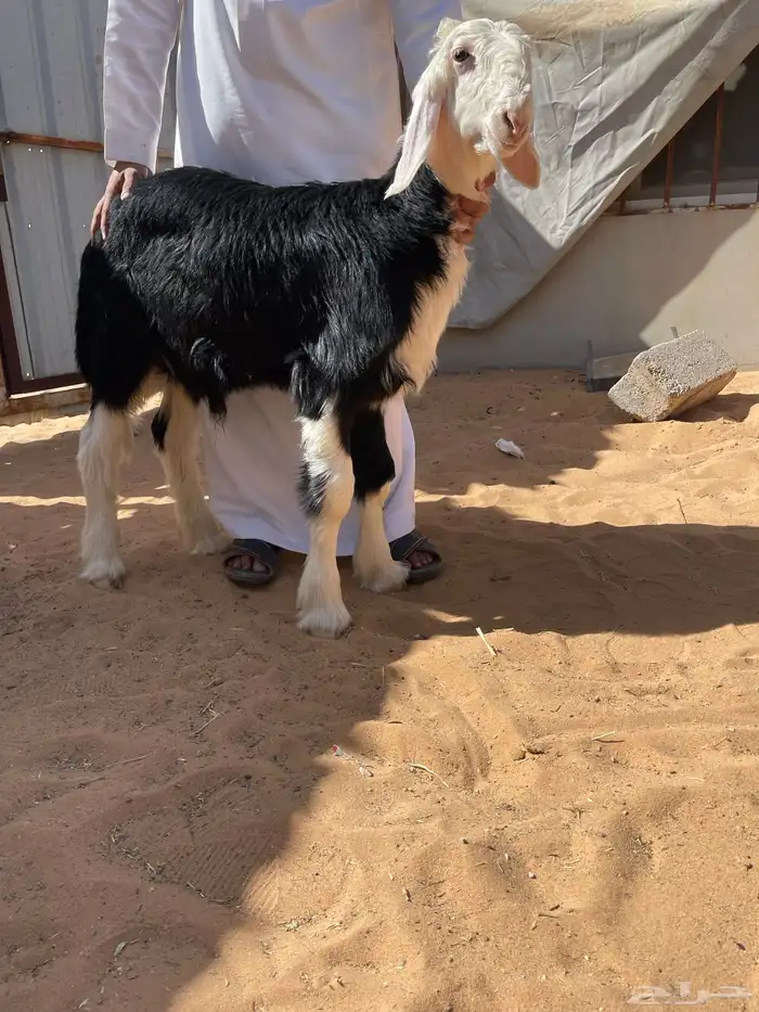 نجدي صنففف الصنف مشروع فحل 2