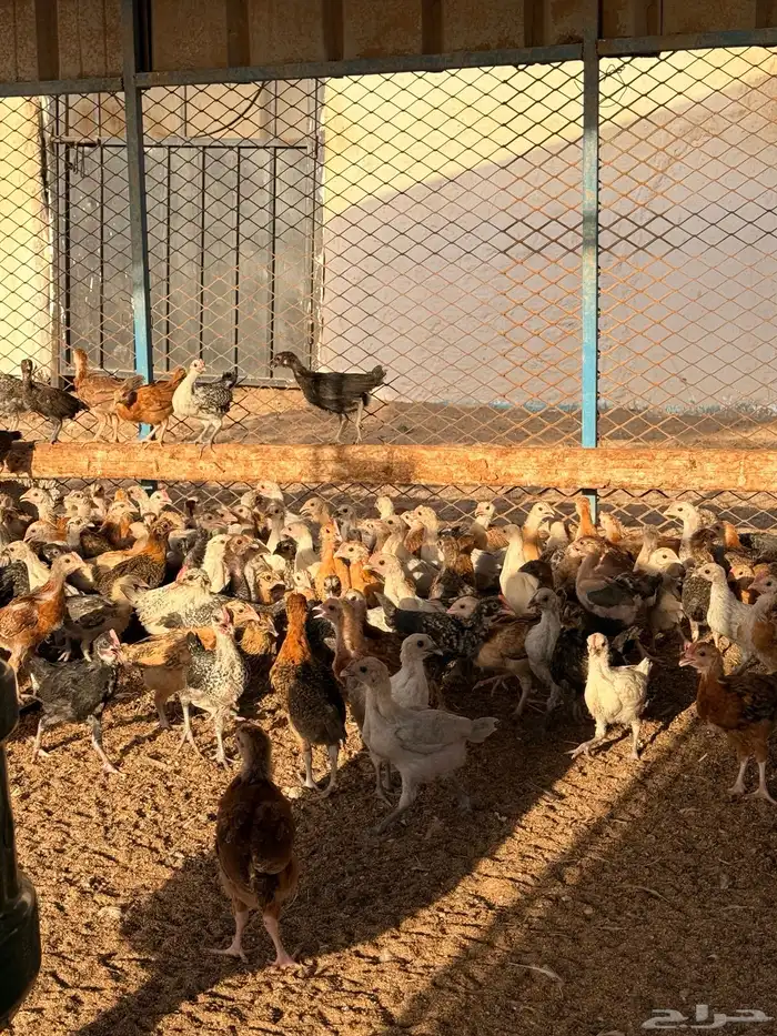 صيصان بلدي و فيومي عمر شهر 4