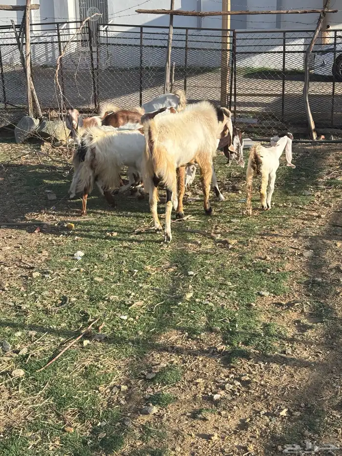 معزا صنف مع الفحل 9